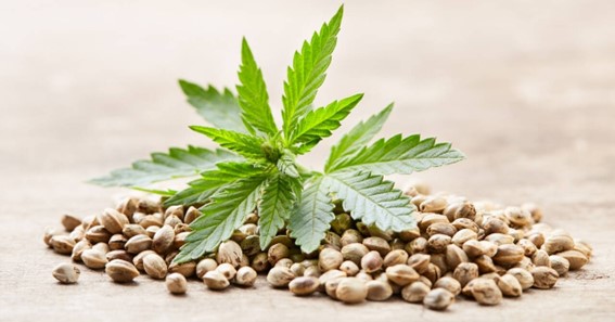 Best Feminized Marijuana Seeds