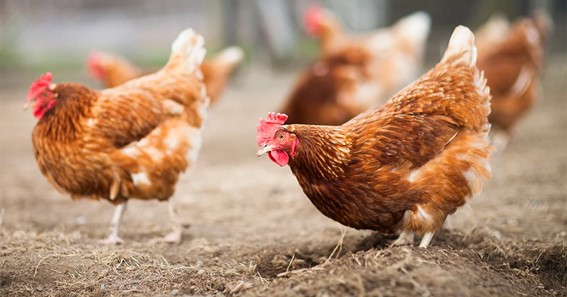 Best Starter Chicken Feed to Grow Healthy Chickens