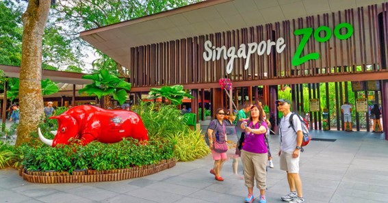Fun Things To See And Do At The Singapore Zoo