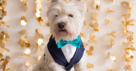 Why You Need To Get Your Dog A Tuxedo