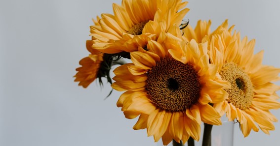 Factors To Consider When Resaving Sunflowers