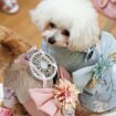 Unique Designer Dog Clothing for Your Pet