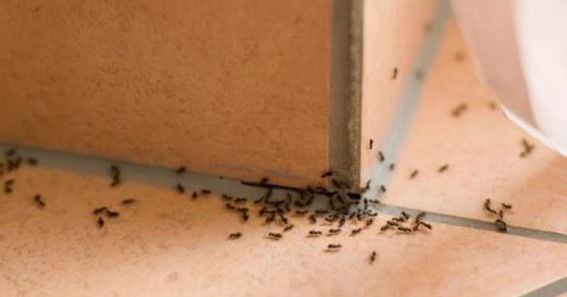 10 Safe Ways to Kill Ants in Your Home