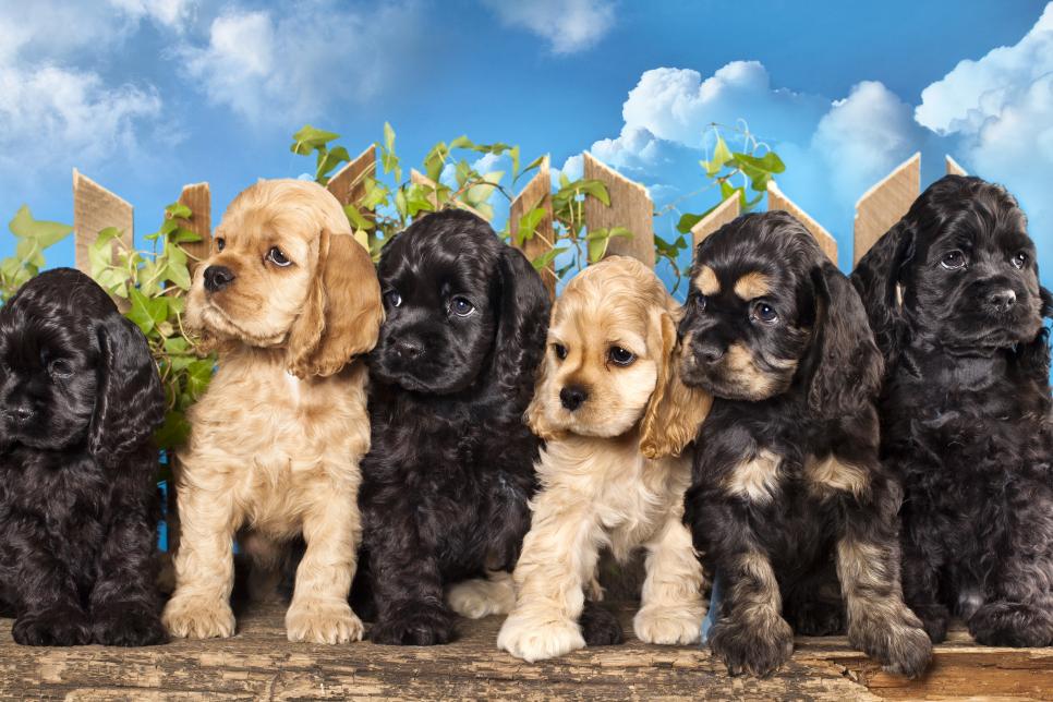 Selecting The Perfect Dog: 5 Of The Best Breeds For Families