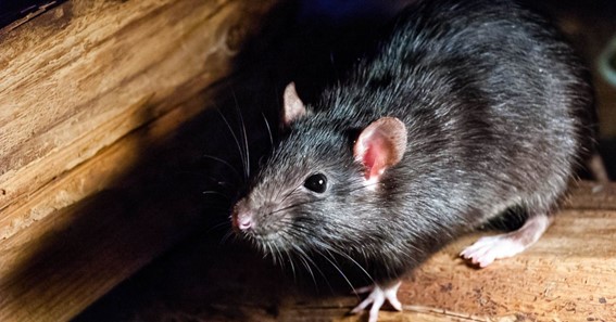 Tips and Tricks to get rid of Rats
