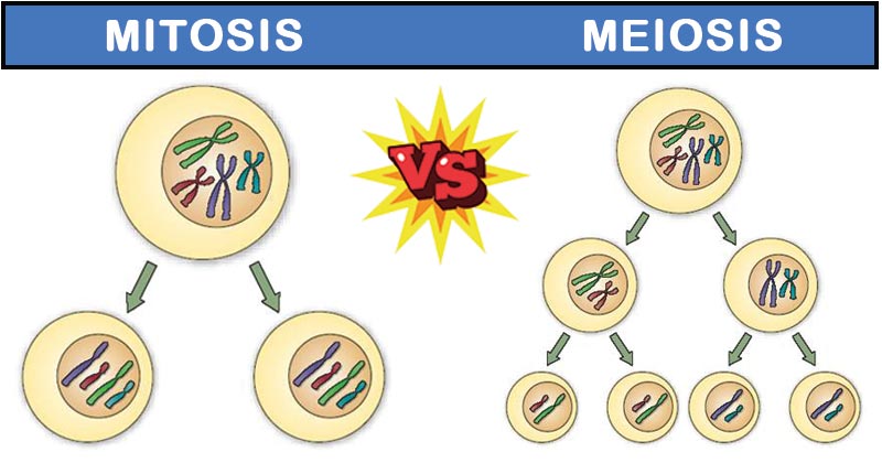 What Is The Relationship Between Mitosis And Meiosis?