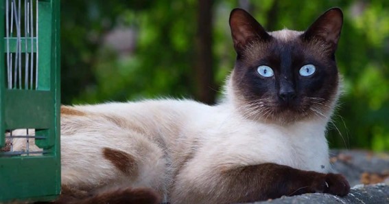 Can Siamese Cats Eat Vegetables?