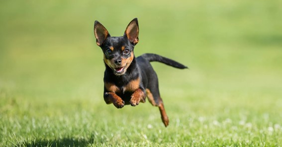 How Fast Can Chihuahuas Run