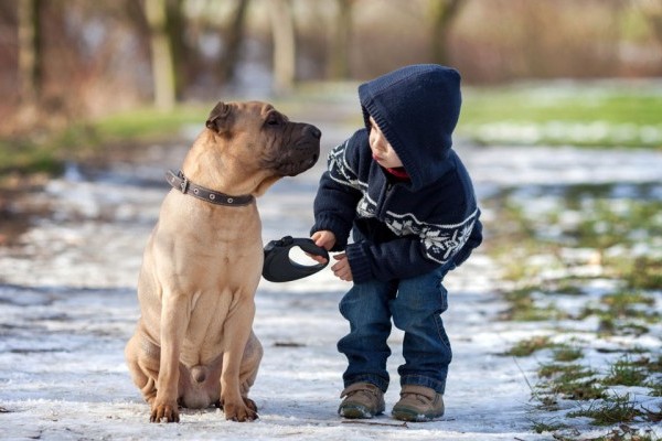 Toddlers And Dogs: Realistic Strategies For Their Safety And Your Sanity