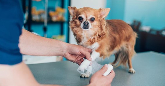 How Pet Insurance Policies Handle Pre-existing Conditions